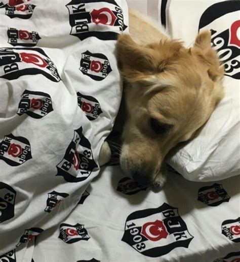 Beşiktaşlı köpek